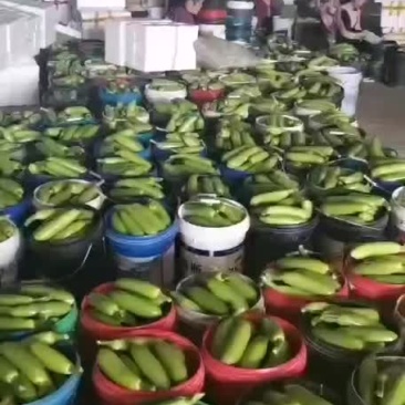 精品西葫芦大量现货供应