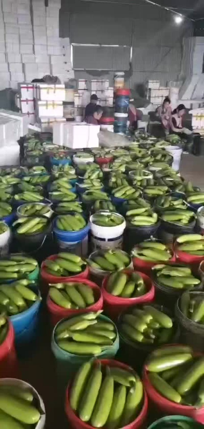 精品西葫芦大量现货供应