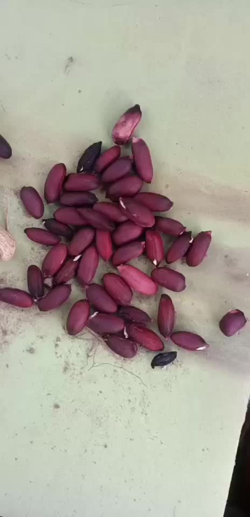 黑花生果批发无中间商，一手货源