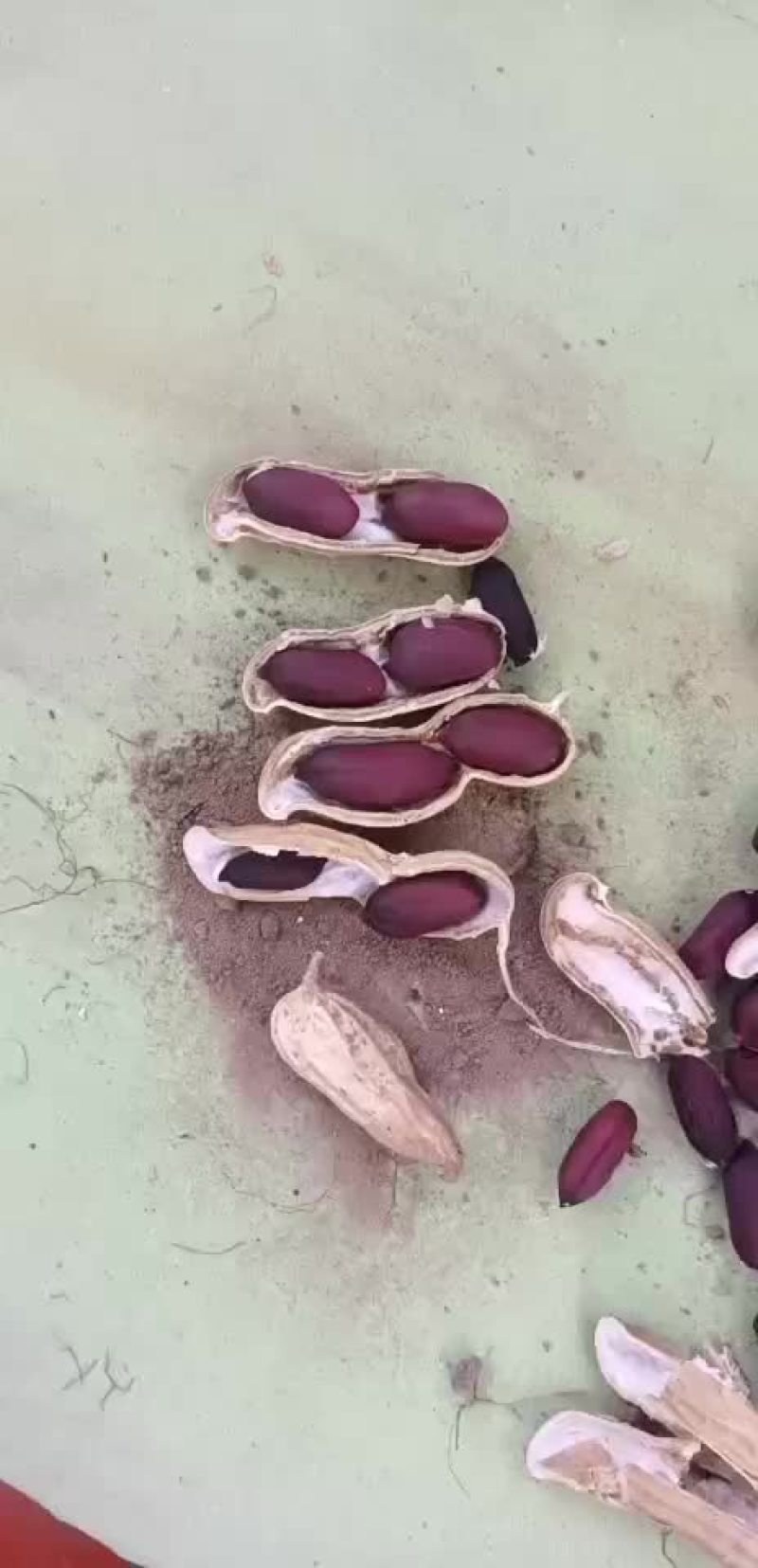 黑花生果批发无中间商，一手货源