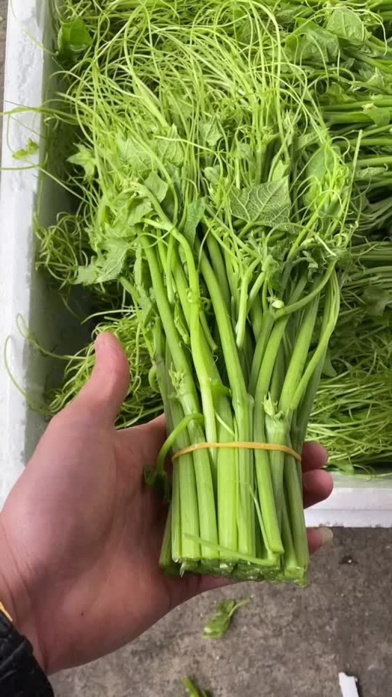龙须菜
