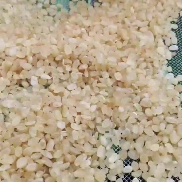 批发皂角米雪莲子无硫大双荚，靓货大量有货，质高价优，欢迎订购