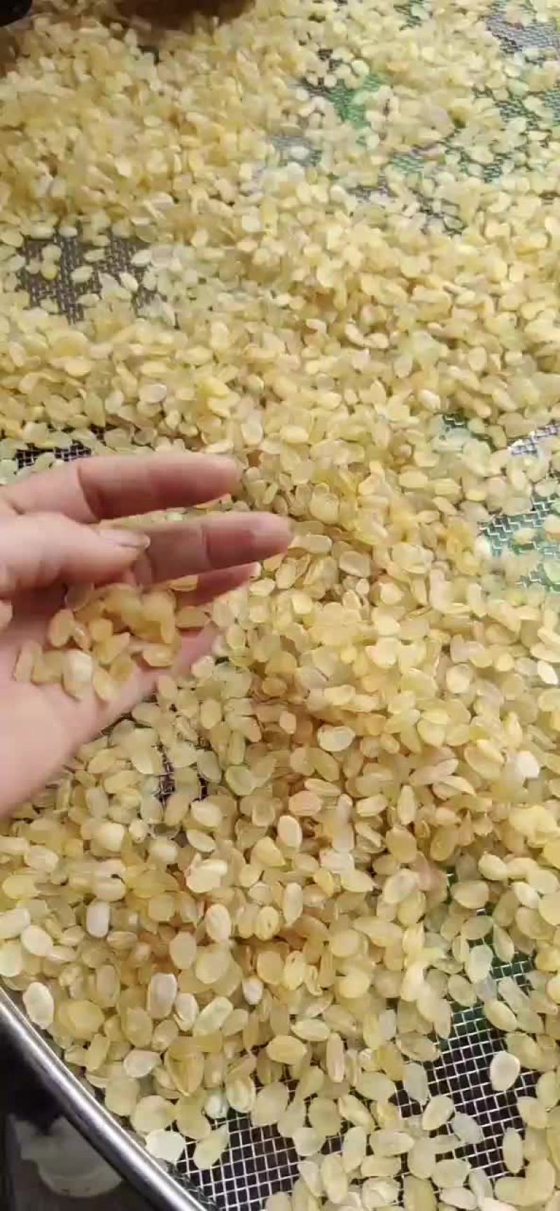 批发皂角米雪莲子无硫大双荚，靓货大量有货，质高价优，欢迎订购