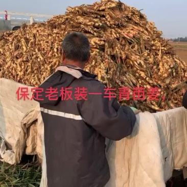 行唐大姜
