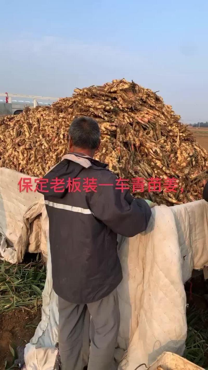 行唐大姜