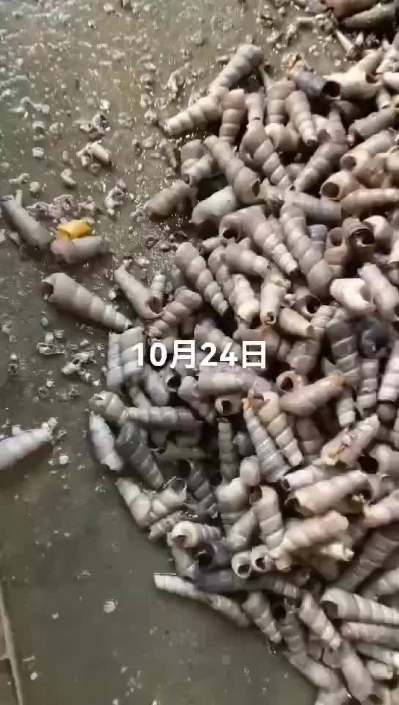 海螺
