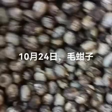 毛蚶子，赤贝