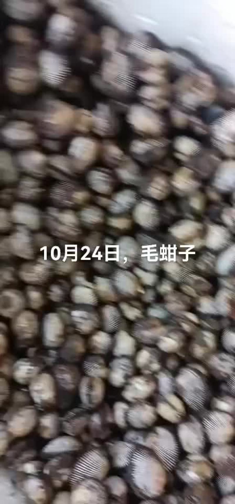 毛蚶子，赤贝