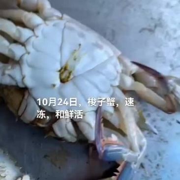 梭子蟹