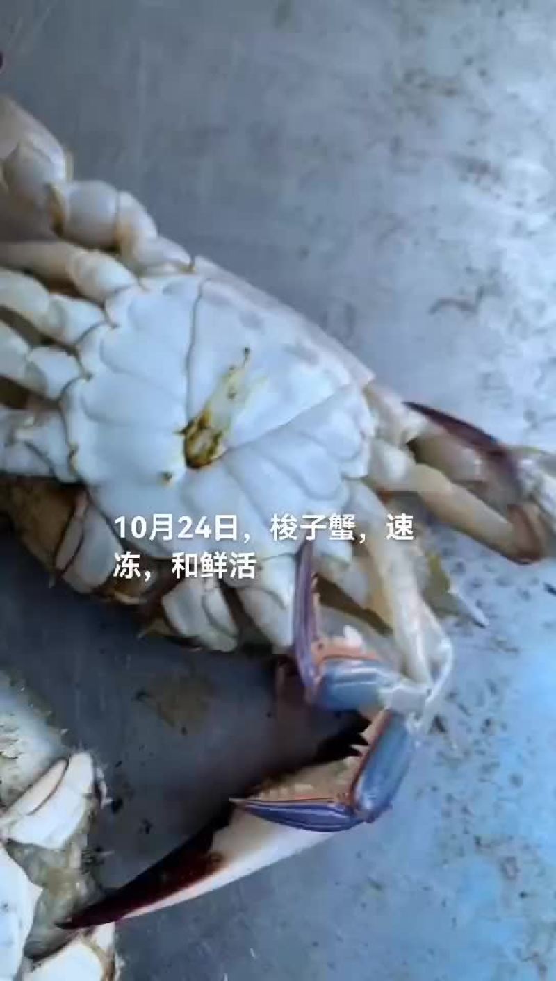 梭子蟹