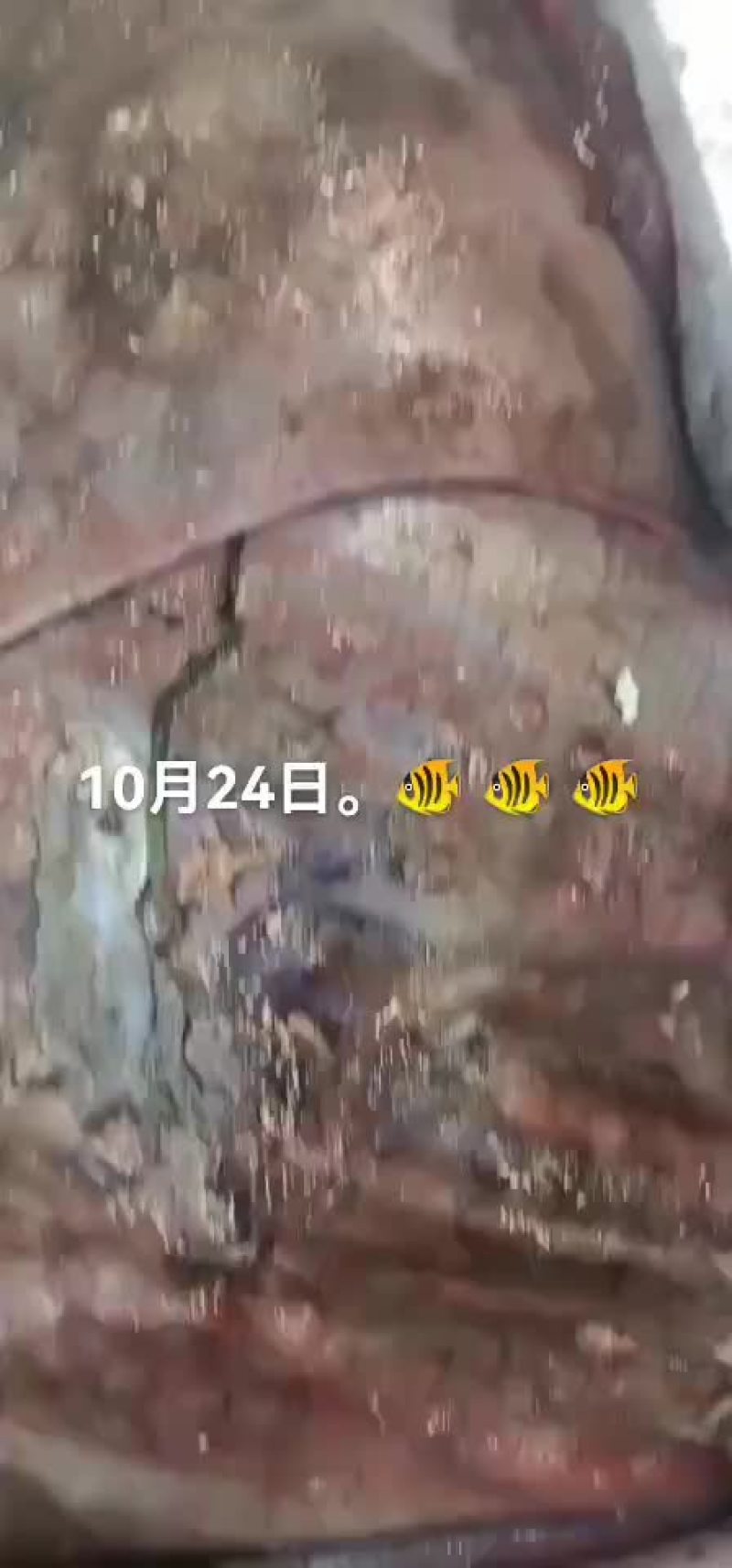 鱼