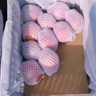 苹果