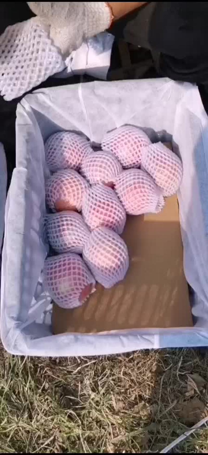 苹果