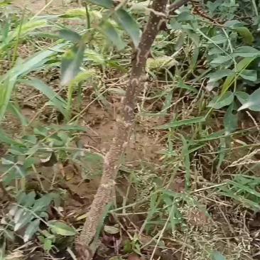 花椒苗