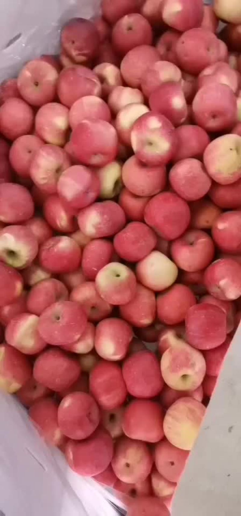 绿色水果