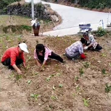 重庆榨菜