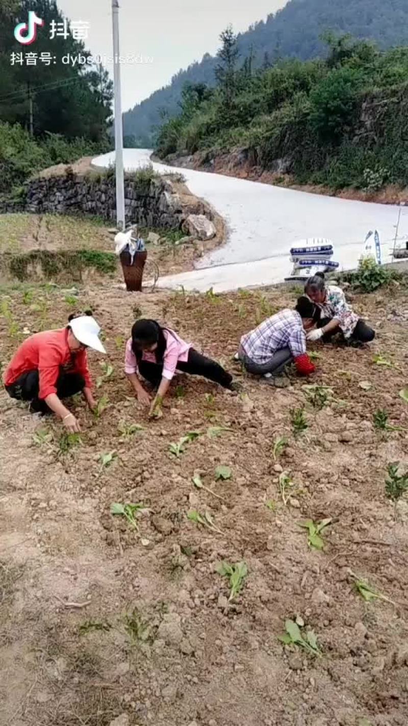 重庆榨菜