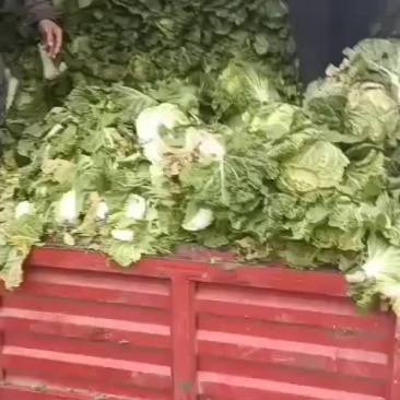 娃娃菜