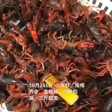 淡水澳龙，小龙虾