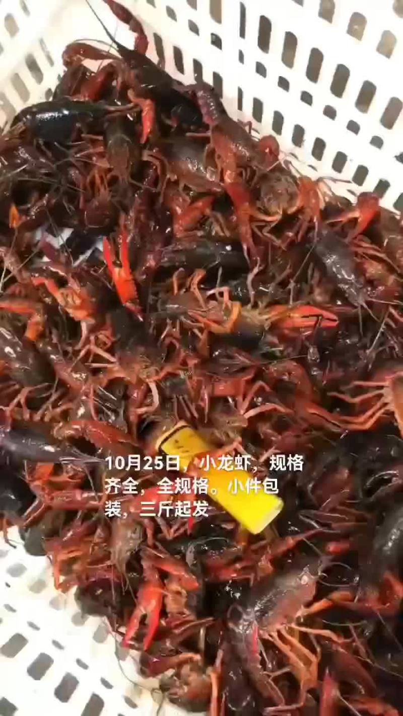 淡水澳龙，小龙虾