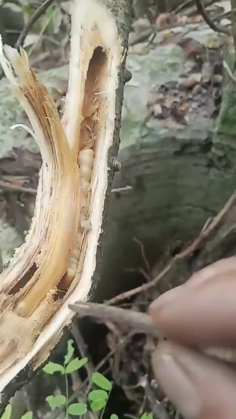 野生斗米虫