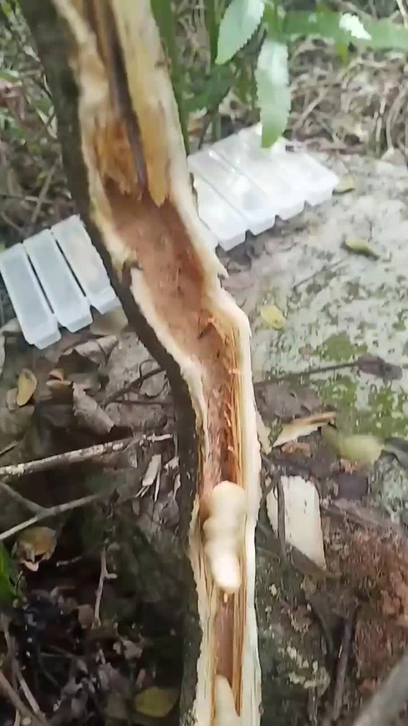 野生斗米虫
