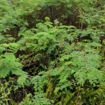野生斗米虫