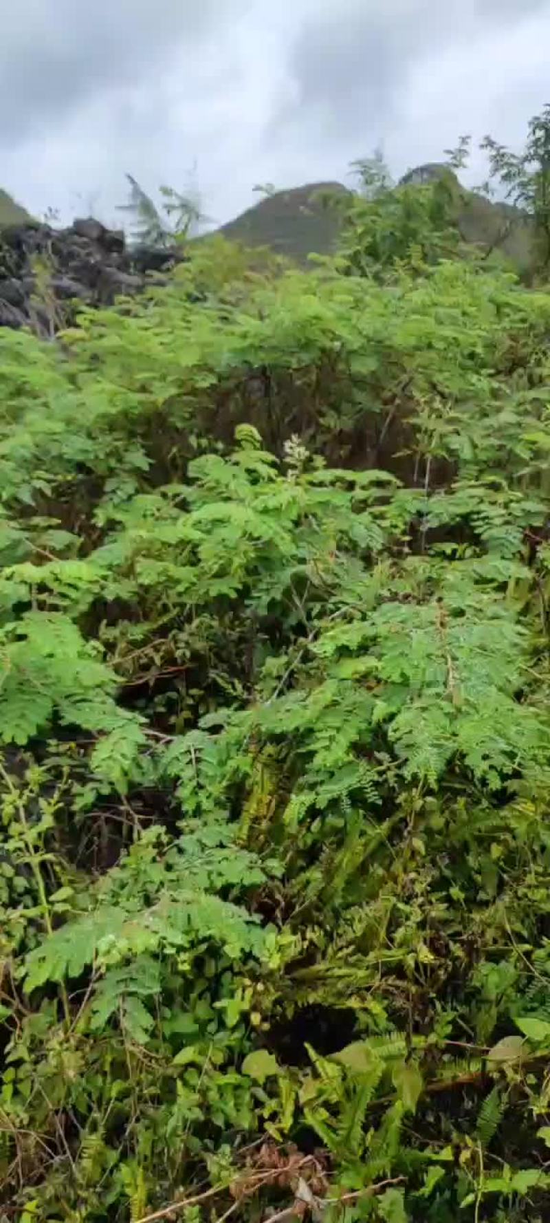 野生斗米虫