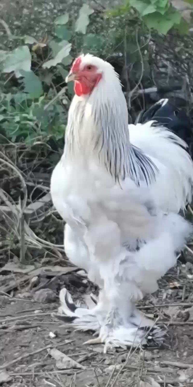 婆罗门鸡苗