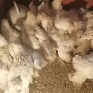 婆罗门鸡苗