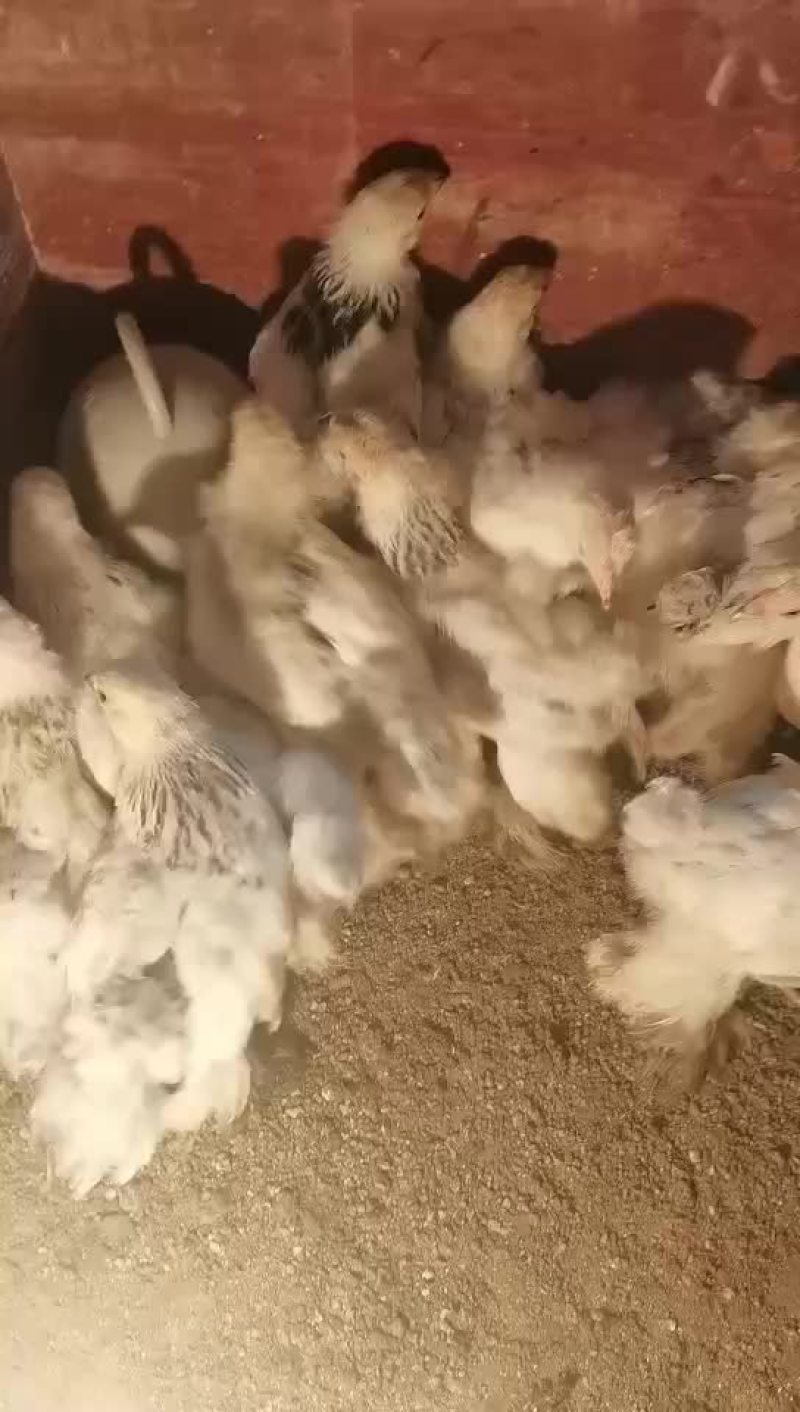 婆罗门鸡苗