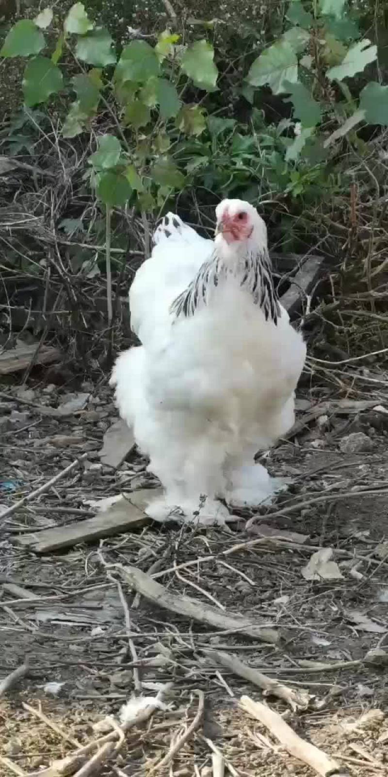 婆罗门鸡苗