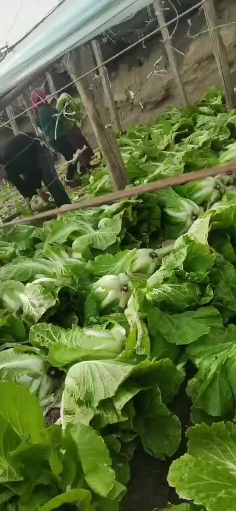 蔬菜