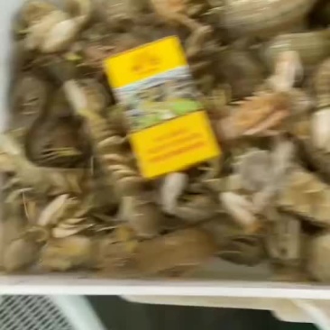 鲜活皮皮虾
