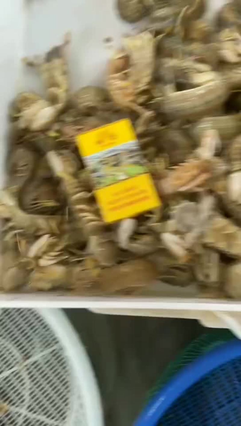 鲜活皮皮虾