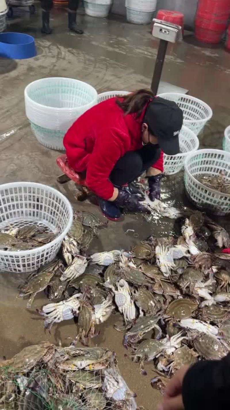 鲜活梭子蟹