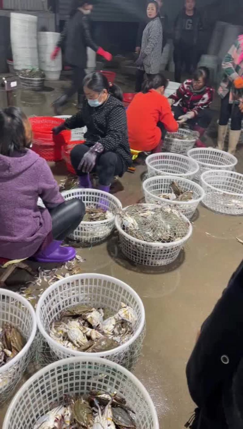 鲜活梭子蟹