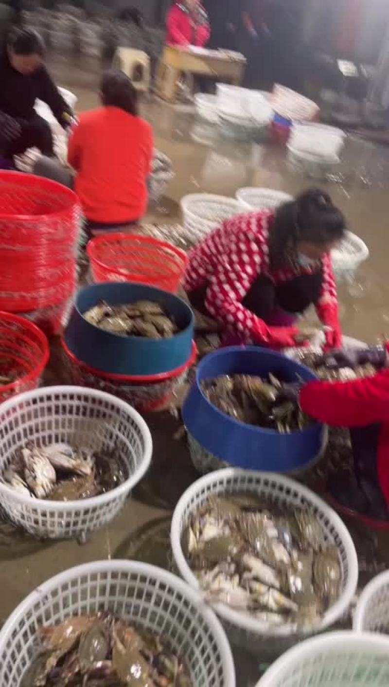 鲜活梭子蟹