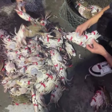 鲜活梭子蟹