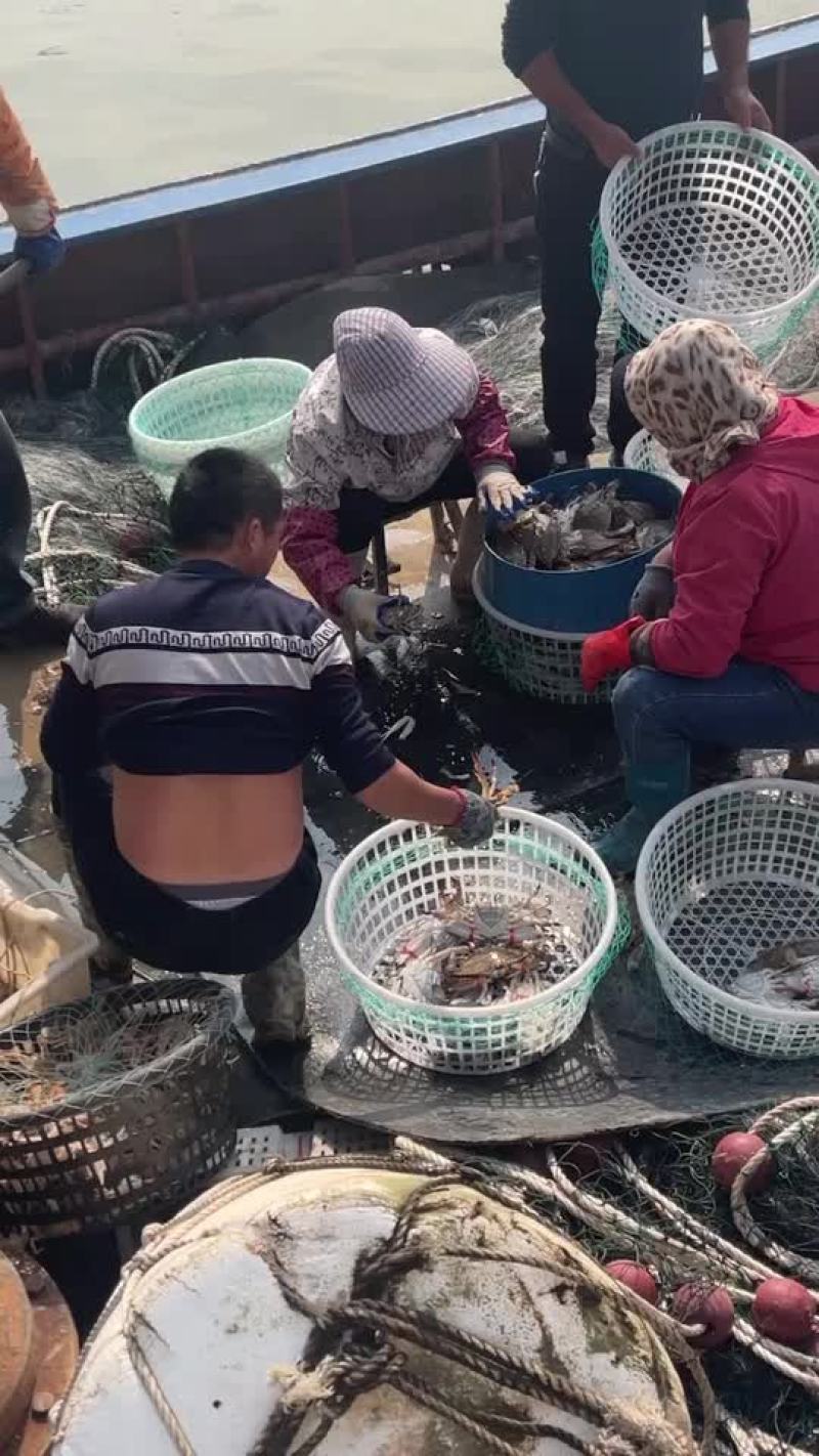 鲜活梭子蟹