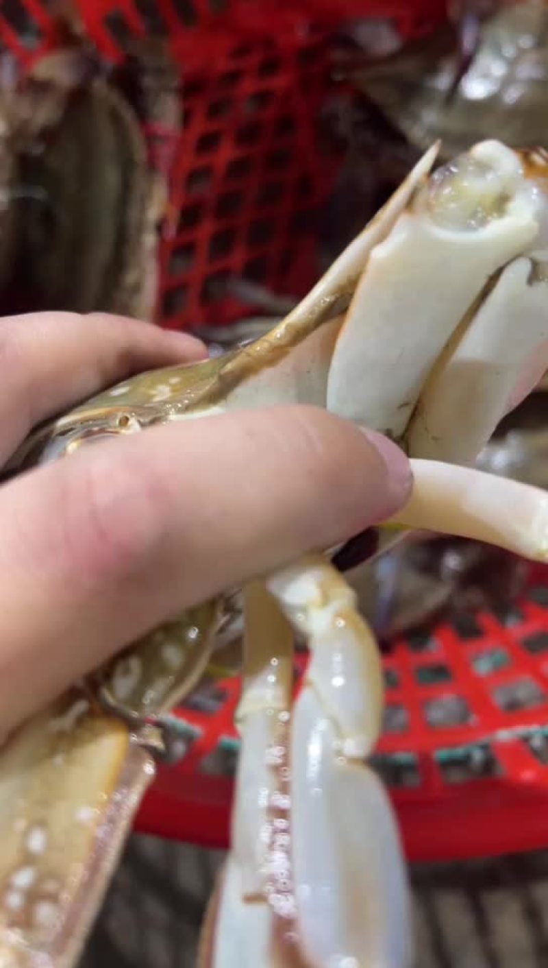 鲜活梭子蟹