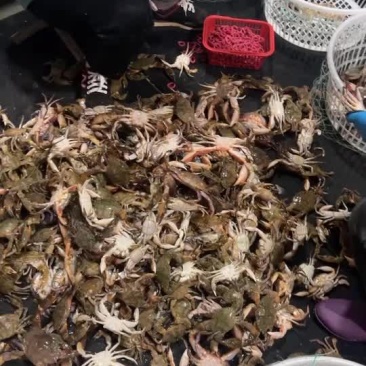 鲜活石头蟹