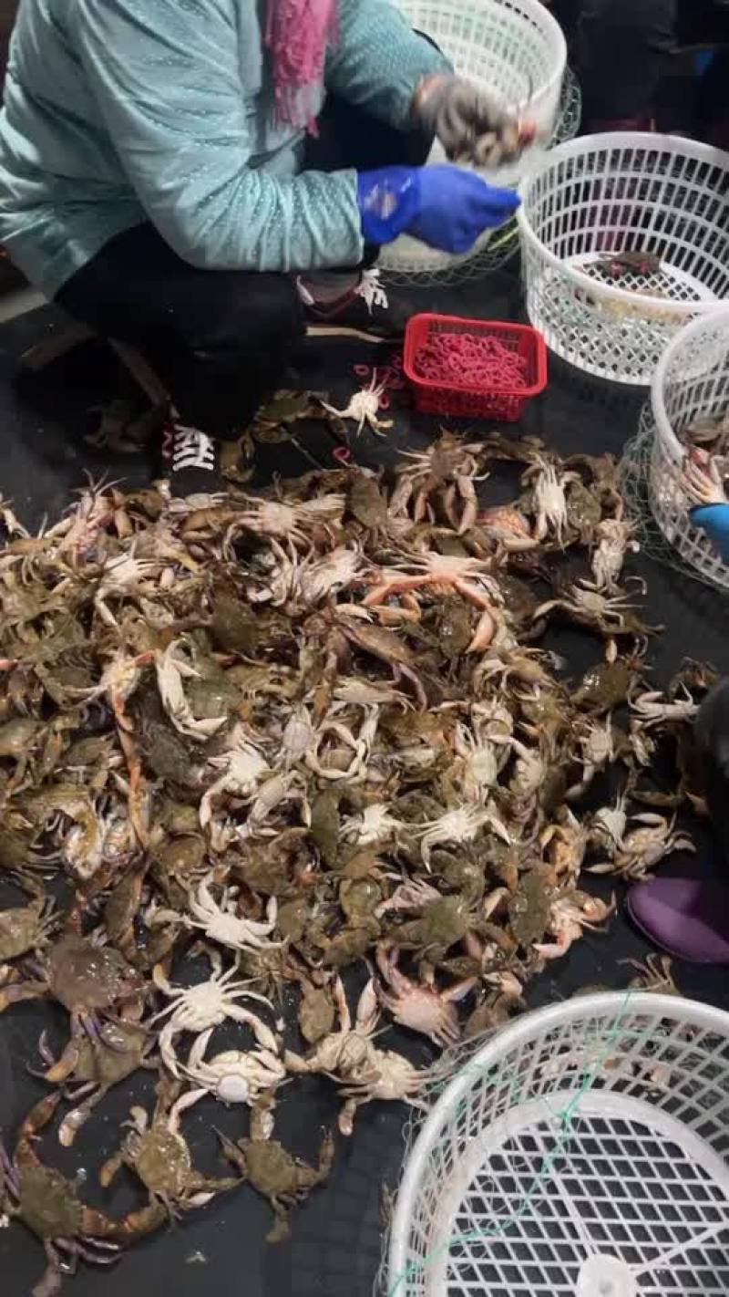 鲜活石头蟹