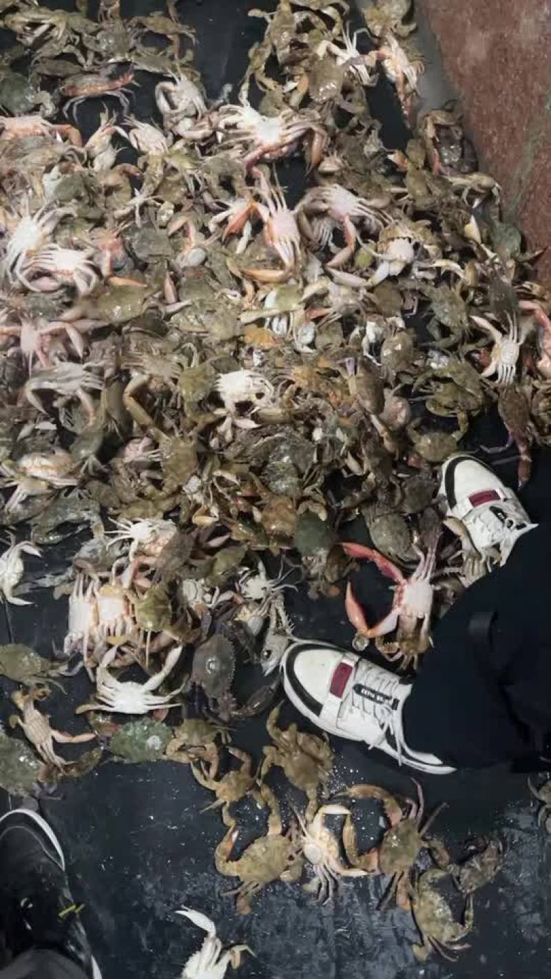 鲜活石头蟹