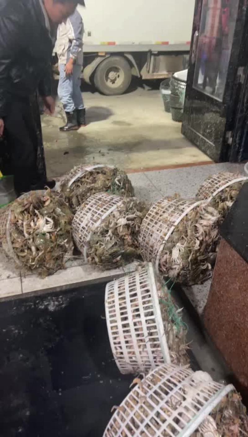 鲜活石头蟹