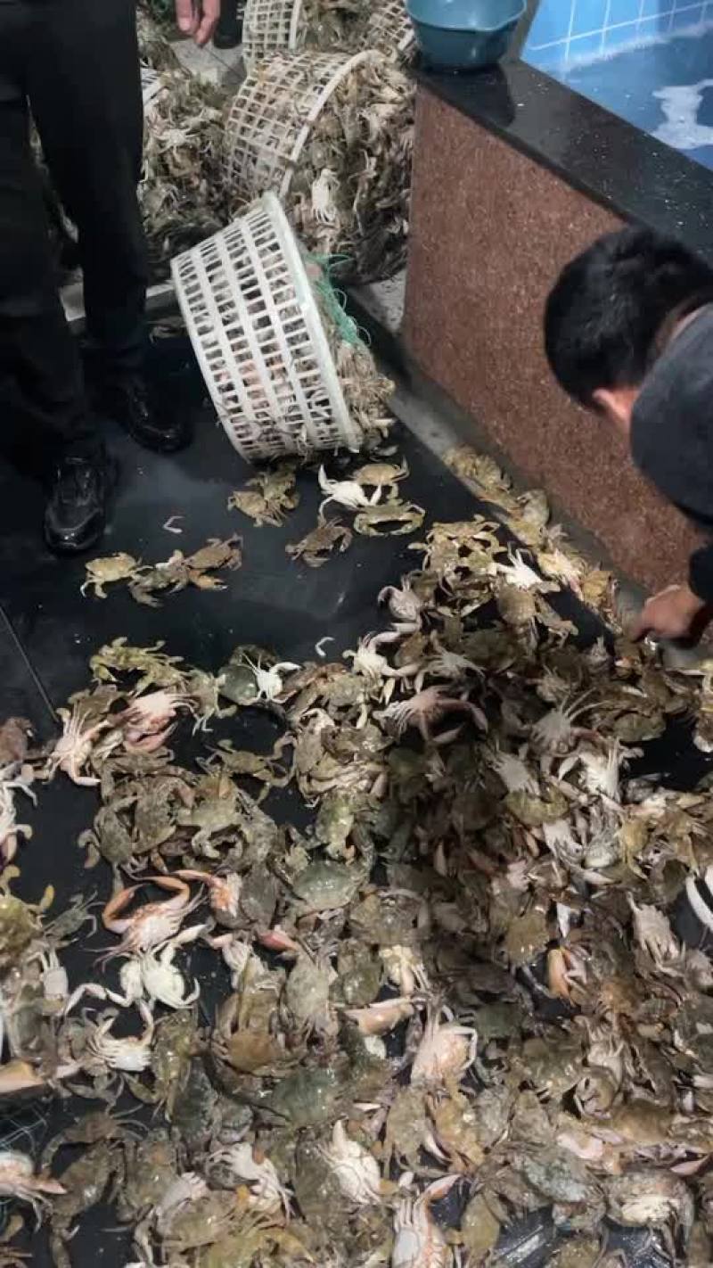 鲜活石头蟹