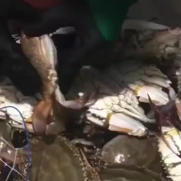 鲜活梭子蟹