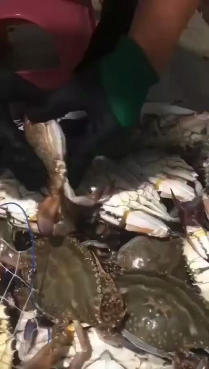 鲜活梭子蟹