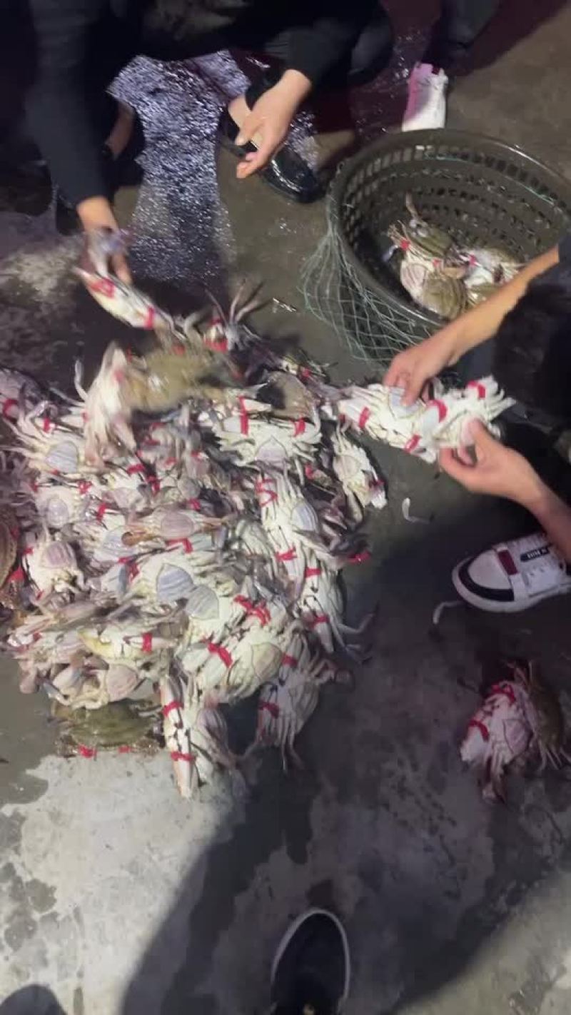 鲜活梭子蟹