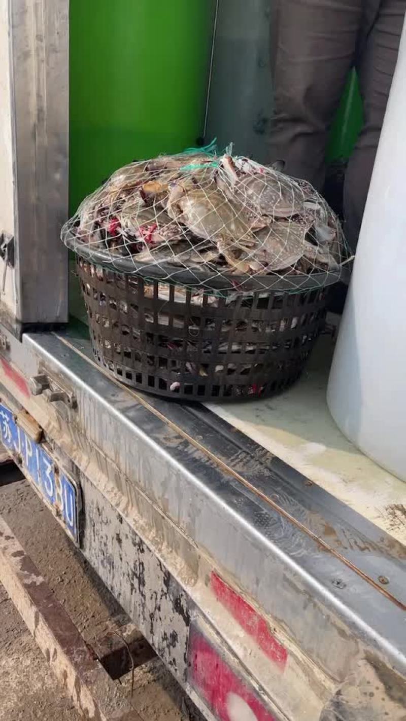 鲜活梭子蟹